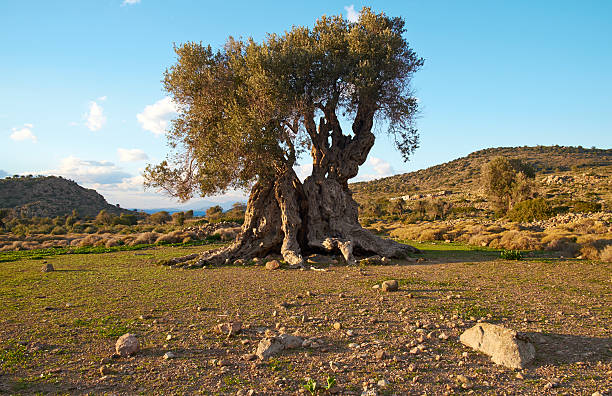 l'ancienne olive tree - olive tree tree root old photos et images de collection