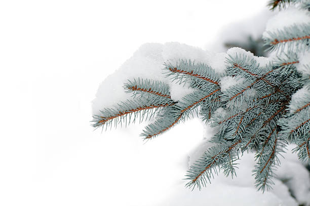 istock snow on the branch blue spruce 465040673
