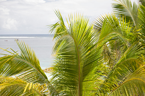 Palm leaves on a tropical beach..Shooting on the island of Mauritius, Indian Ocean.