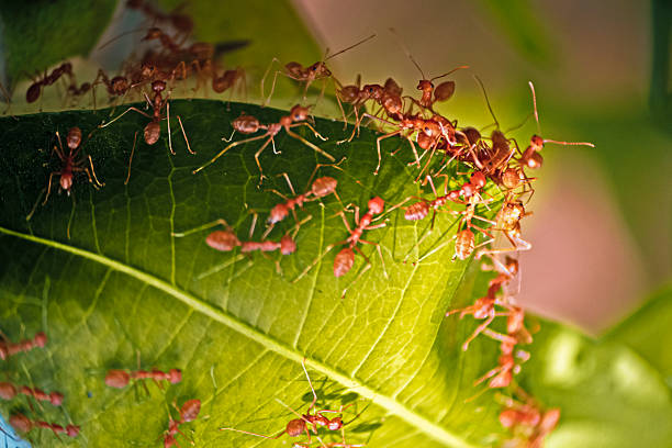 istock Close-up of a green tree leaf covered in a fire ants nest 465041224