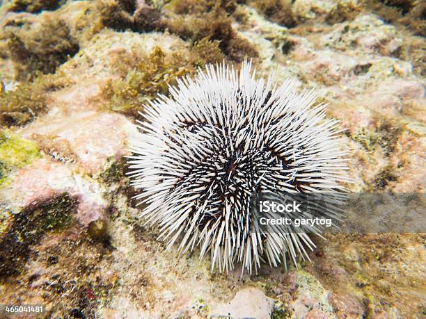 인명별 Urchin 갑각류에 대한 스톡 사진 및 기타 이미지 - 갑각류, 날카로운, 네덜란드령 앤틸리스 제도