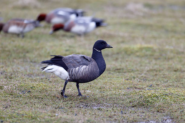 istock Brent goose, Branta bernicla 465042305