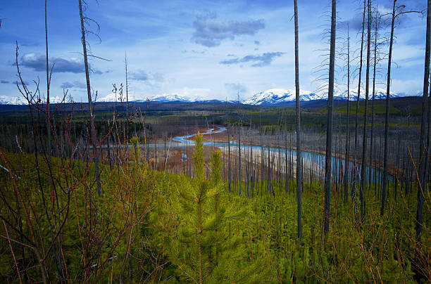 Pine trees against burnt pines from a previous forest fire, at Glacier National Park.