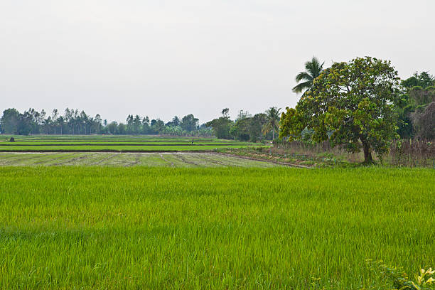 istock Rice Field in Thailand 465043096