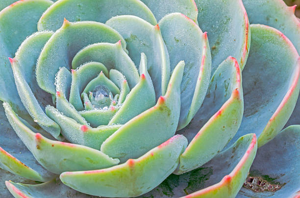 istock Green plant is so beautiful 465043174