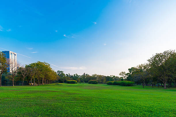 istock Green lawn in city park under sunny light 465043472