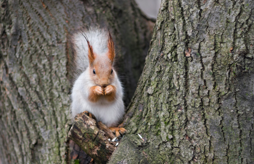 Eurasian red squirrel having lunch on a tree branch