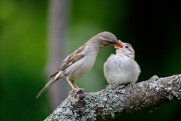 istock House sparrow, Passer domesticus 465044385