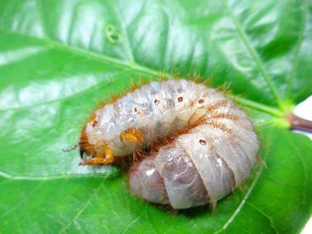 istock coconut rhinoceros beetle larva 465044846