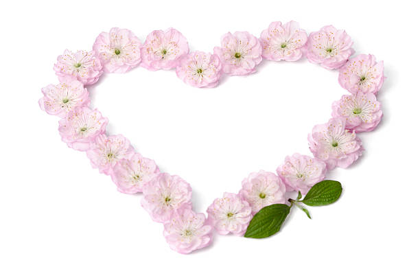 istock pink flowers in heart shape on white background 465045538