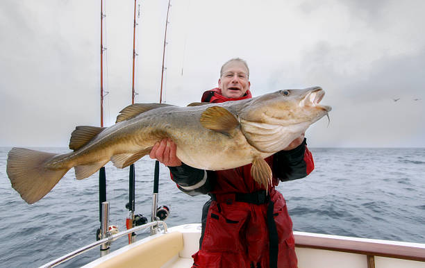 cod fishing - catch of fish fotos stock-fotos und bilder