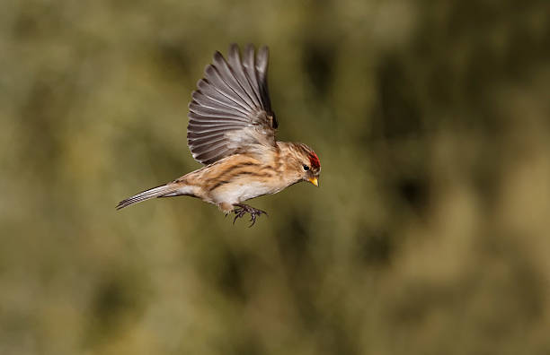 istock Lesser redpoll, Carduelis cabaret 465045875