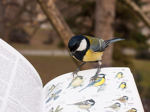 Plovdiv city, Plovdiv, Bulgaria - January 23, 2015: Great Tit perch on book and look himselfe