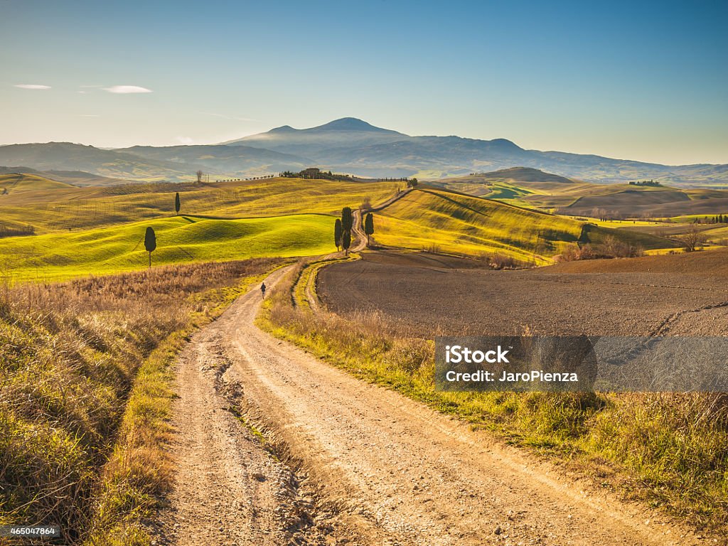 Cypress trees on the road in the Tuscan landscape Cypress trees on the road to a farmhouse in the Tuscan landscape with blue sky in the background 2015 Stock Photo