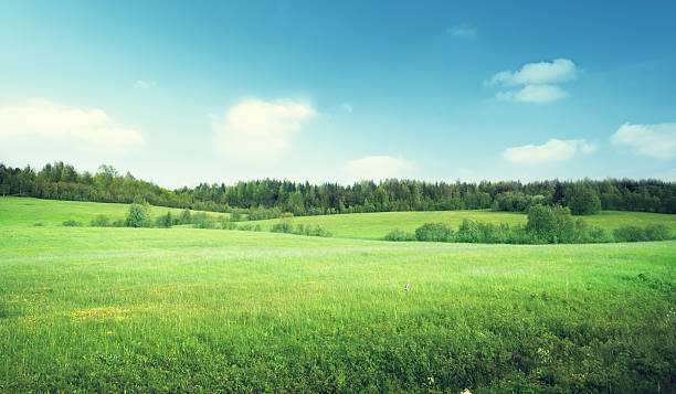 istock field of grass and perfect sky 465048474