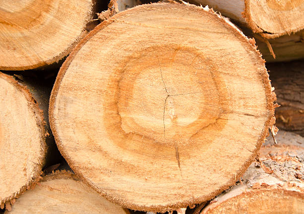 Timber stock photo