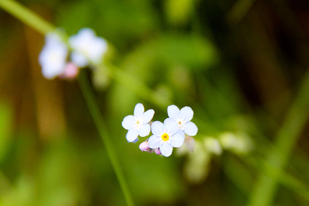 istock Myosothis Alpestris Mountain Flower 465049075