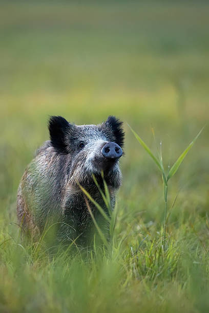 istock Wild boar in the wild 465050154