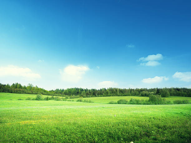 istock field of grass and perfect sky 465050354