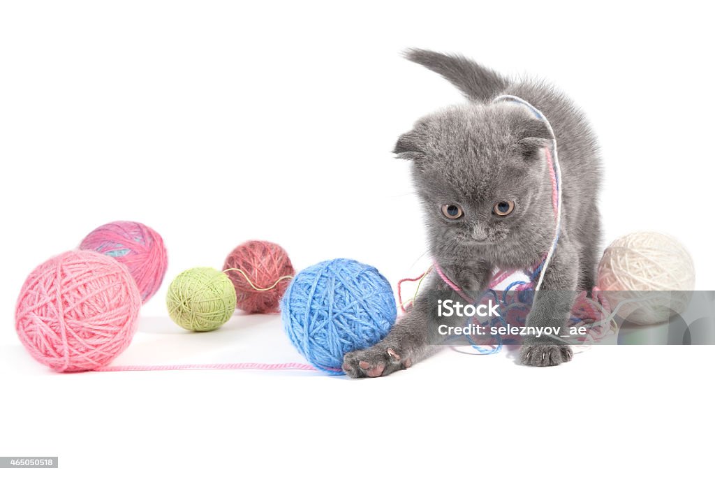 Gray kitten Gray kitten on a white background 2015 Stock Photo