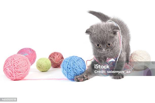 Gray Kitten Stock Photo - Download Image Now - 2015, Activity, Animal