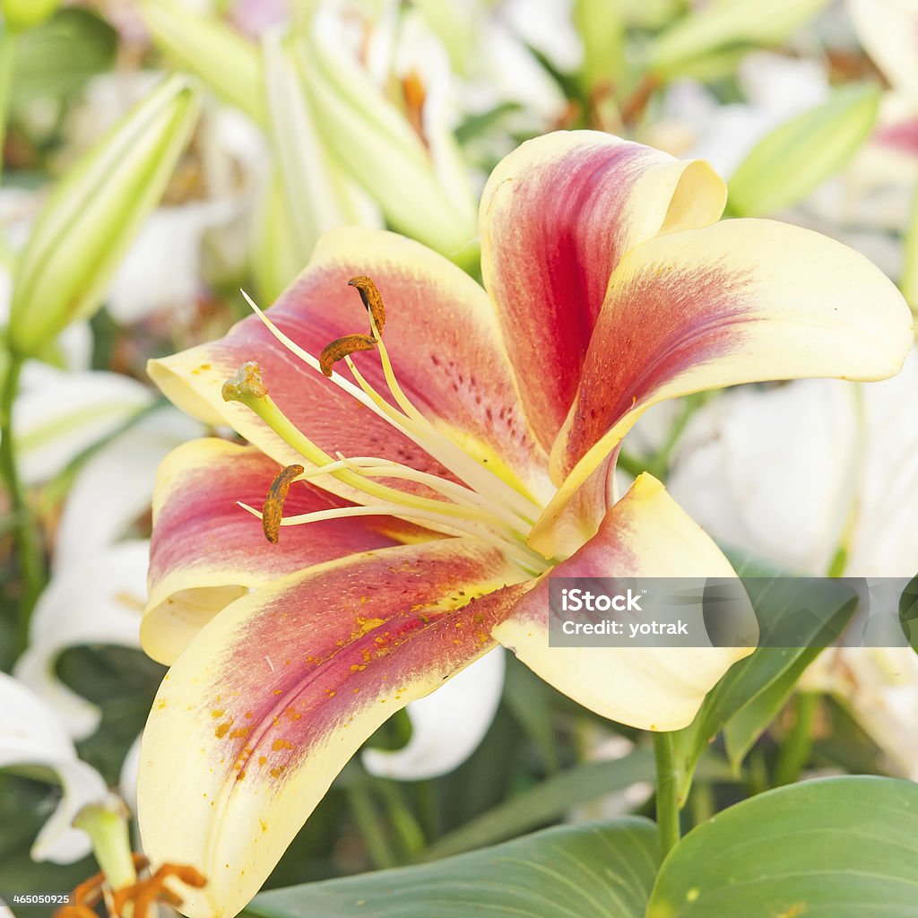 Lily flowers Lily flowers, Easter Lily Arrangement Stock Photo