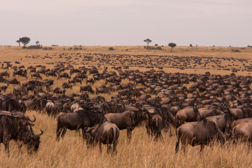 Multitude of wildebeest in grassland savannah of Masai Mara, Kenya, East Africa
