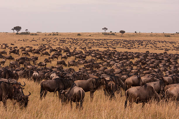 гну, пасущемуся в саванна от масаи мара (masai mara пар - национальный заповедник масаи стоковые фото и изображения