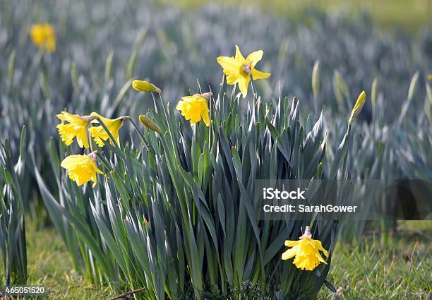 Photo libre de droit de Jonquilles De Letat banque d'images et plus d'images libres de droit de 2015 - 2015, Capitule, Fleur - Flore