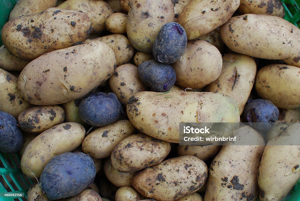 potatoes Detail Potatoes after harvest 2015 Stock Photo