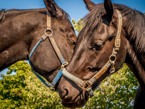 Two beautiful horses make a heart-shape with their heads.