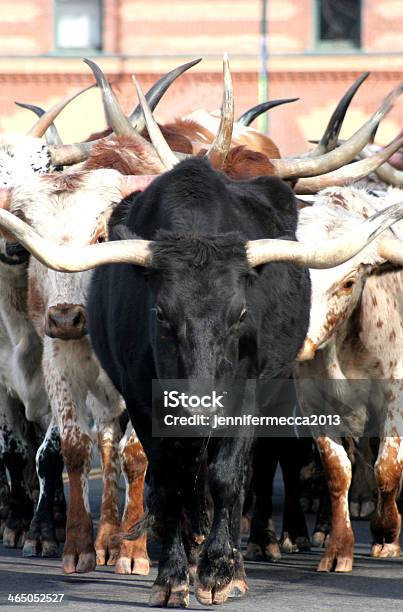 Texas Longhorn Bull Cow Steer Stock Photo - Download Image Now - Denver, Exhibition, Performance