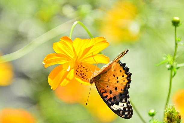 istock Yellow Cosmos and Butterfly 465052756