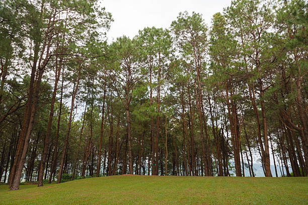 Pines growing on the grassy knoll. Pine growing on the lawn on a hill in the park.