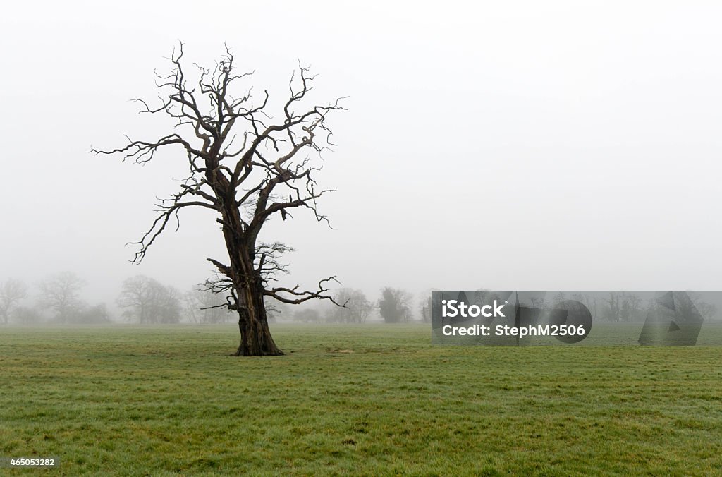 Árbol de invierno - Foto de stock de Embrujado libre de derechos