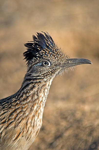 istock greater roadrunner  Geococcyx californianus 465053466