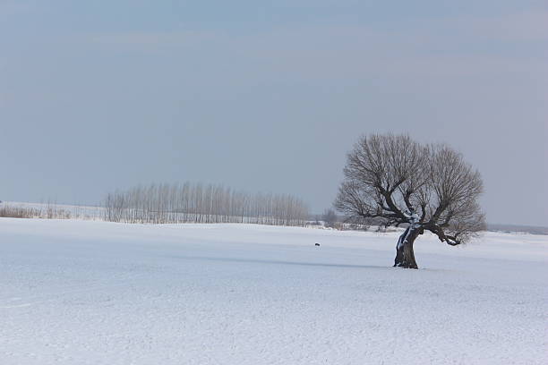 istock lonely tree in the abdomen 465054728