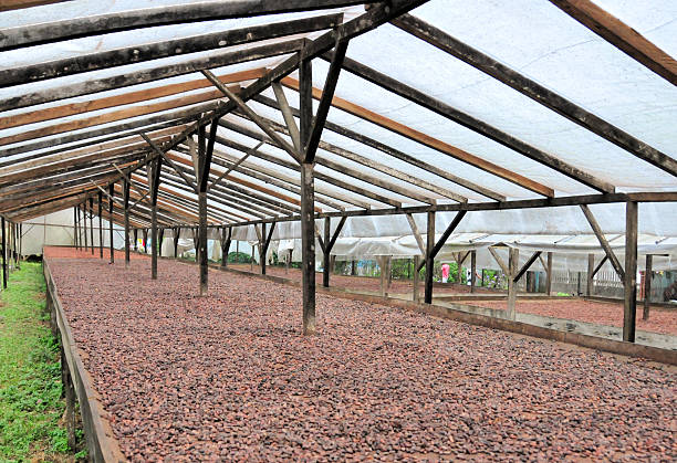 greenhouse used for drying cocoa beans naturally
