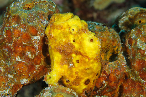 istock Longlure Frogfish Hiding on a Sponge - Bonaire 465055701