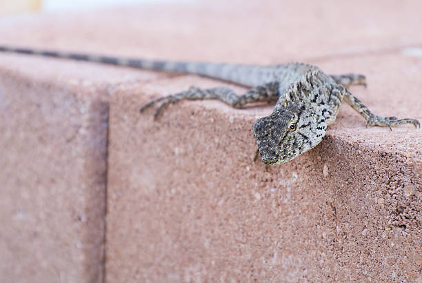 istock Calotes versicolo hang on brick in park 465055721