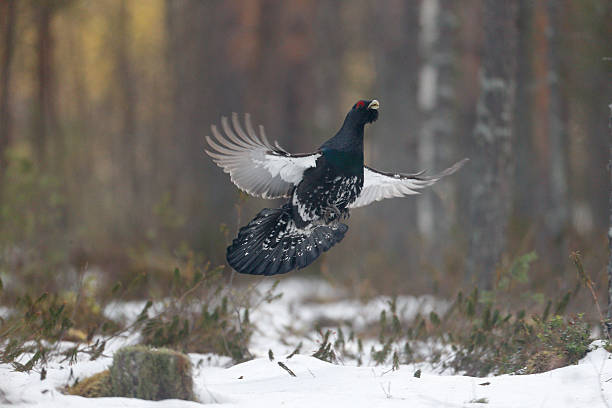 Capercaillie, Tetrao urogallus Capercaillie, Tetrao urogallus, single male in snowy forest displaying at lek, Finland, April 2013 tetrao urogallus stock pictures, royalty-free photos & images