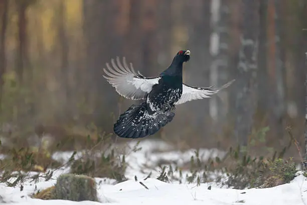 Capercaillie, Tetrao urogallus, single male in snowy forest displaying at lek, Finland, April 2013