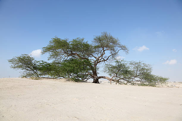 The Tree of Life in the desert of Bahrain, Middle East