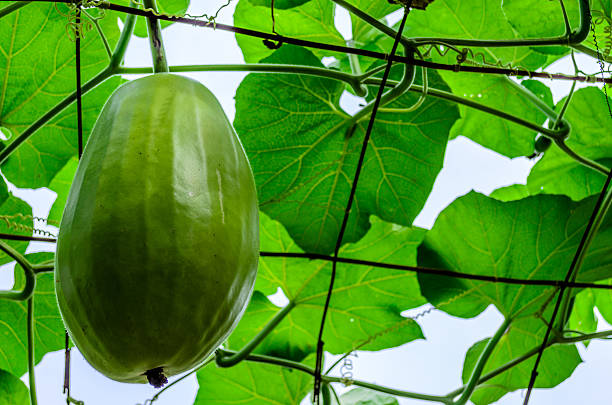 Big Wax gourd or Benincasa hispida, Photo on January 07, 2014