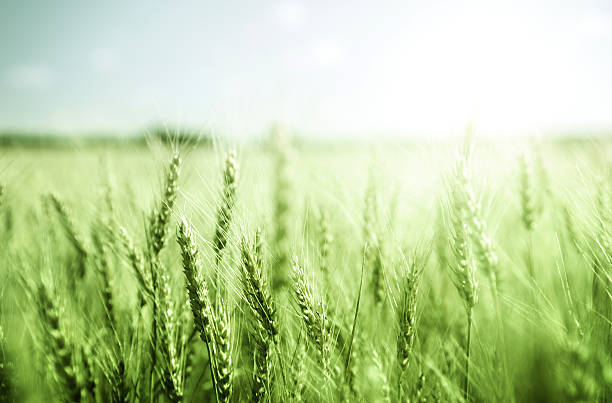 istock green wheat field and sunny day 465056122