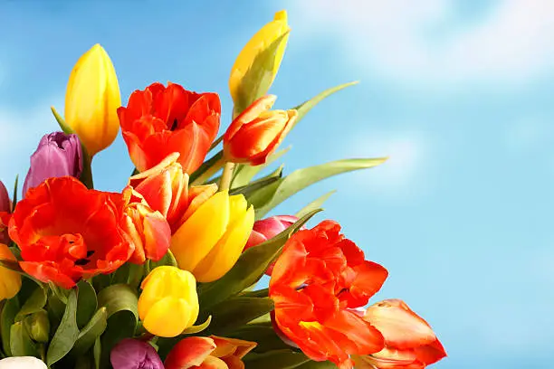 Floralbouquet of colourful tulips for easter celebration