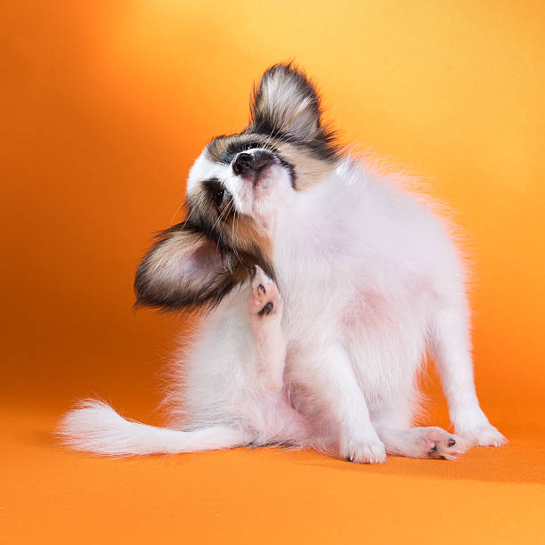 Small puppy scratching himself on an orange background stock photo