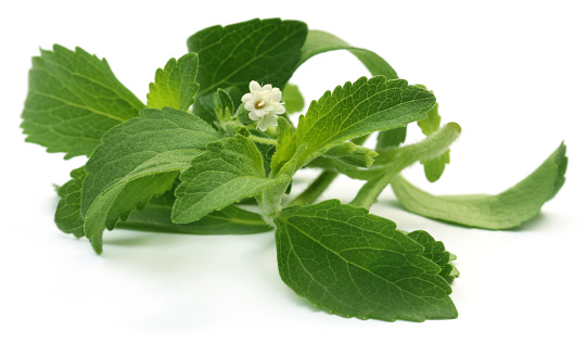 Stevia leaves with flower over white background