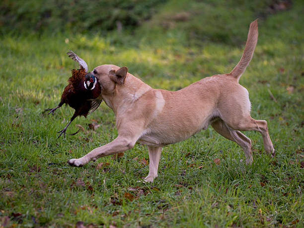 gun chien - pheasant hunting dog retriever photos et images de collection