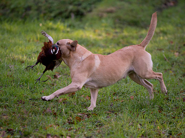 arma de cachorro - pheasant hunting dog retriever - fotografias e filmes do acervo